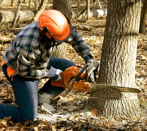 Tree Removal in Pana, IL